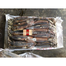 Venta al por mayor de mariscos congelados 200-300g Illex Squid